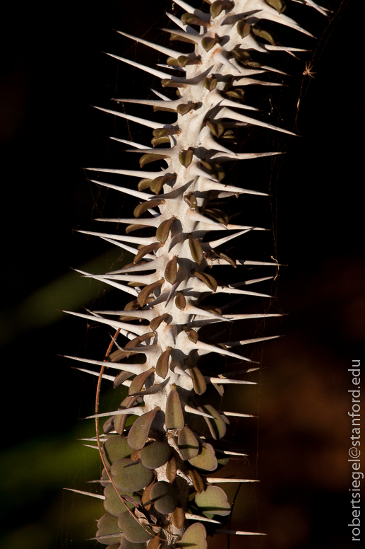 spiny forest